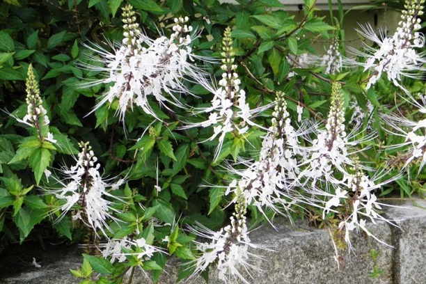 Manfaat Kumiskucing Obat Herbal yang Berkhasiat untuk Kesehatan Tubuh